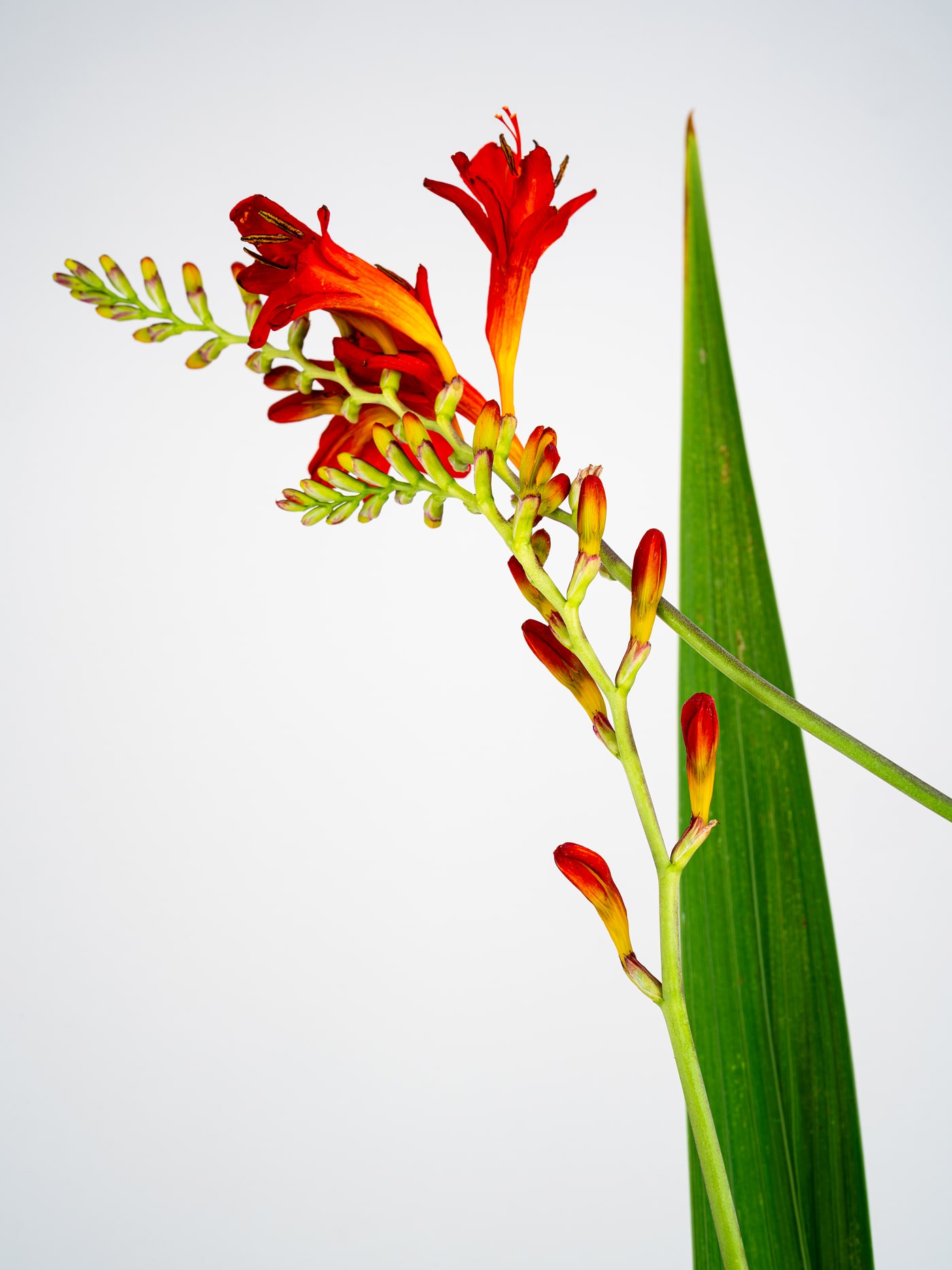 Flower image three